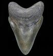 Serrated, Megalodon Tooth - Great Tooth #72818-1